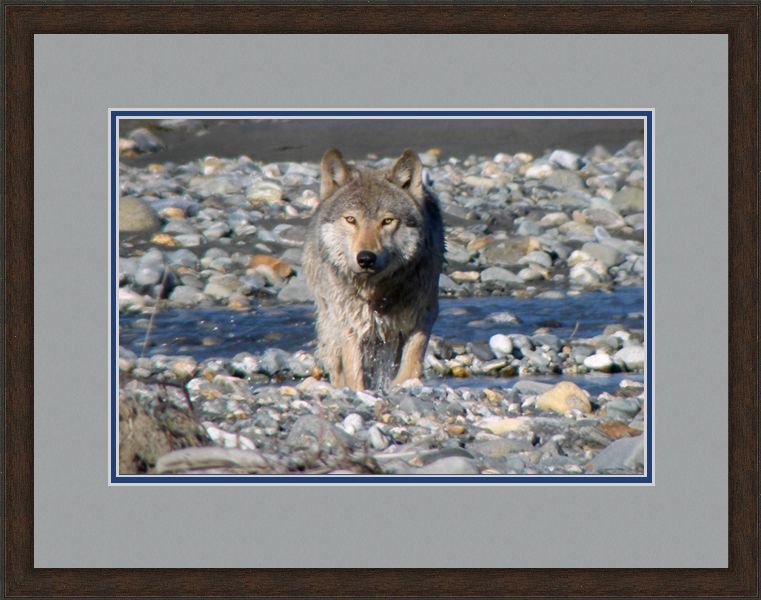 wolf framed